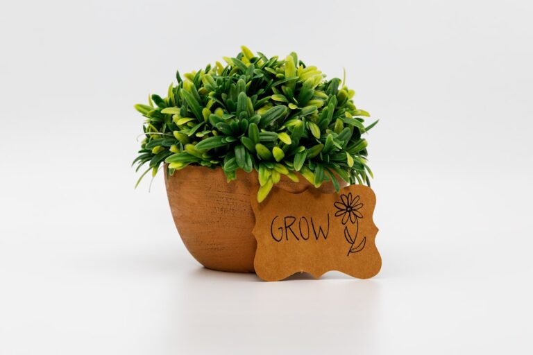 Indoor Pflanzen in Wachstumslampe für gesunden erfolgreichen Indoor Grow