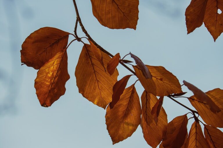 Was tun bei Problemen mit dem Kinderwagen Garantie Fall ohne Erfolg Defekter Kinderwagen mit sichtbaren Schäden im Garantieprozess bei Reklamation ohne Erfolg